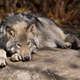 Illustration for article titled A fascinating difference between pet dogs and tame wolves